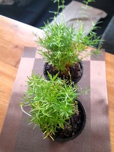 Beautiful Fern Combo In Pot