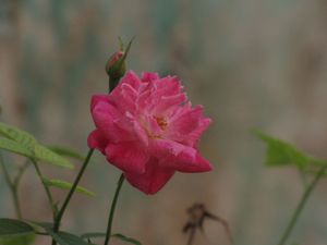 ⚜️ Canon PowerShot SX10-IS Digital Camera | 20x