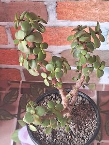 Lucky Jade Plant