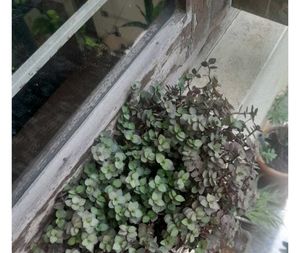 Variegated Real Plants Combo
