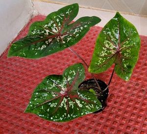 Pack 2 Caladium Biclor &amp; Evergreen Arrowhead Plant