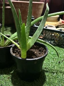 1 Pc Aloe Vera baby Plant In 4" Nursery Pot
