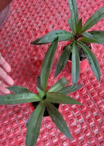 Pack 2.Moses-in-the-Cradle Plant🌵&amp;Pot