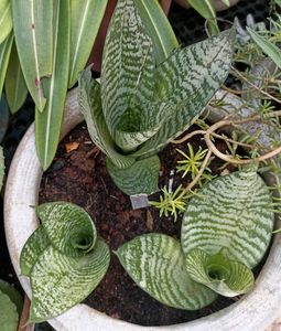 Combo Of 5 Plants @ Low Price