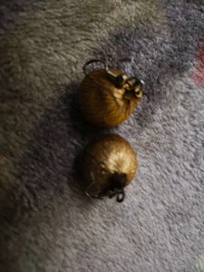Dazzling golden jhumkas
