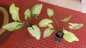 Pack 2 Arrowhead Plants &amp; Pot