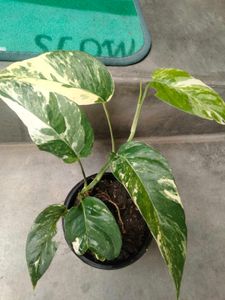 Variegated  and hanging plants