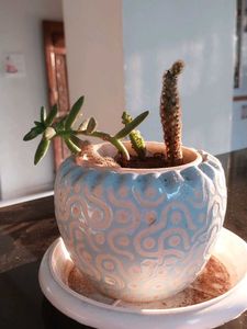 Decorative Potted Succulent Plant