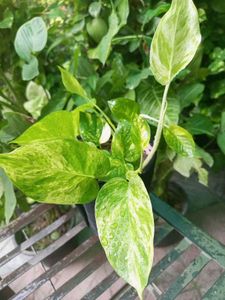 Money Plant Sapling