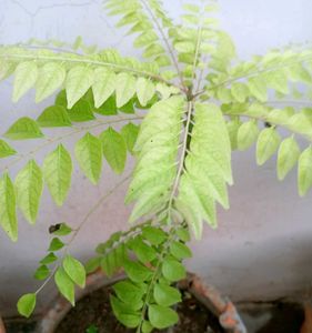 Curry Plants