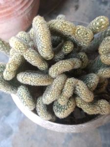 Unique brain Cactus Plant