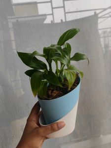 Peace Lily In Self Watering Pot