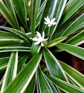 Set 2 Pandanus veitchii &amp; Never... Plant