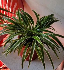 🌴Chlorophytum laxum  Plant 🪴 &amp; pot