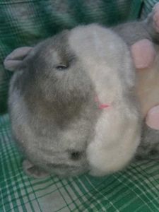 Hamster Soft Toy