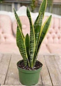 LIVE Snake Plant (Yellow outer edge)
