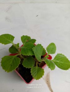 Healthy Live Ajwain Plant