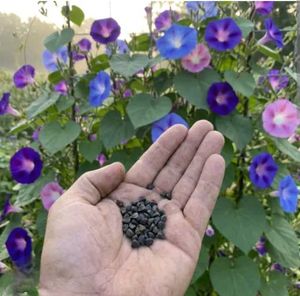 Vibrant Morning Glory Vine (SEEDS ONLY)