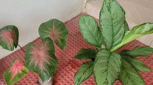 set 2 dieffenbachia segulne &amp; UJJAISEEDS
