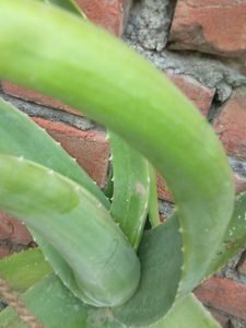 Aloevera