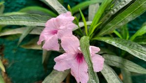 Mexican petunia – Rose Plant 🪴