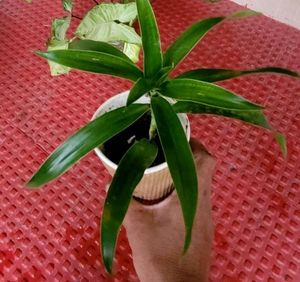 3 Set Callisia &amp;Dracaena Mahatma &amp;Ming Aralia Plan