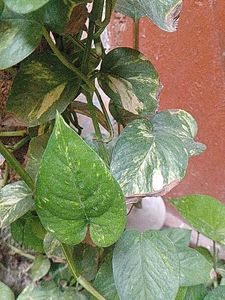 combo of 5 plants