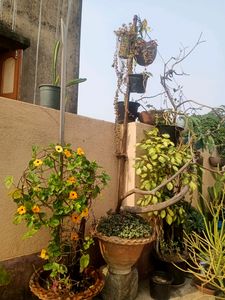 Susan Vine Plant's Available