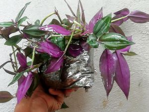 never-never &amp; Zebrina plant 🌱,Pack 2
