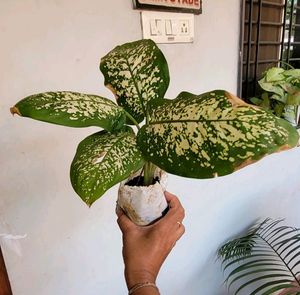 Dieffenbachia Seguine Plant 🌵