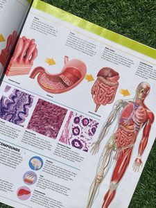 Knowledge Encyclopedia Human Body