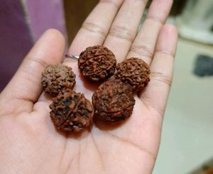 Panchmukhi Rudraksha