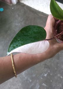 Pink Princess Philodendron Plant