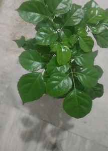China Doll / Redermachera Plant