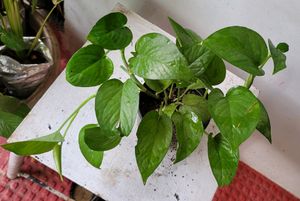 Set 2 Money Plant &amp; Syngonium Plans
