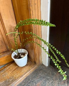 Fern combo