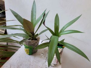 Moses In The Cradle Plants