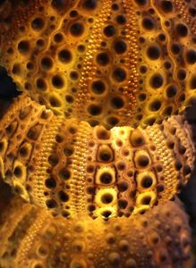Aesthetic B'ful Original Shells - Cheapest 4 today