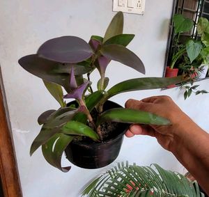 Set 4 Plectranthus Nitidus,Diffenchie,Purple Heart
