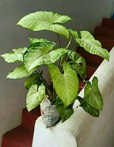 Plants Nephthytis (Syngonium)