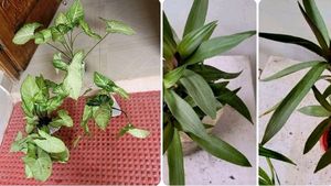 Set 4 Moses in the Cradle & Arrowhead Plant🪴& Pot