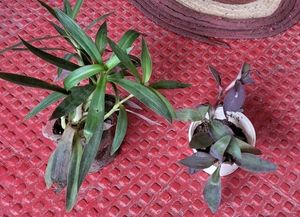 Pack 2 Moses In Cradle &amp; heart' purple plants&amp; Pot
