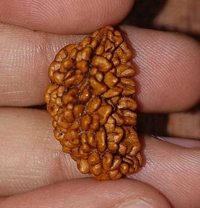 Natural Rudraksha Bead Ek Mukhi