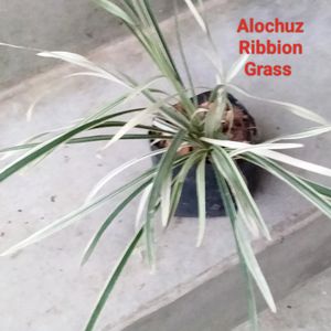 Assorted Plants