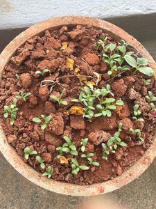 Terracotta Pot with Sprouting Plants