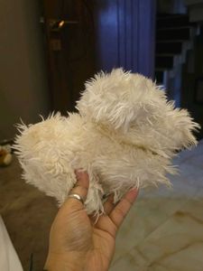 Cute Fluffy Dog