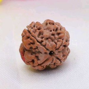4 मुखी रुद्राक्ष | प्राकृतिक एवं ओरिजिनल चार मुखी