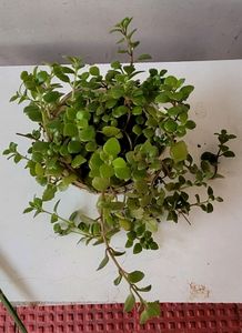 Pack 2 turtles &amp; Pilea Depressa Plant🪴&amp; Pot