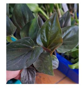 Black Money Plant Sweet Potato Vine