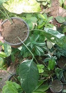 epipremnum pinnatum albo plant